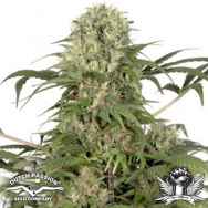 Dutch Passion Seeds Green Spirit